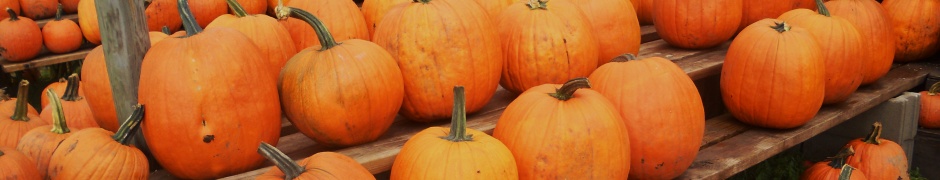 Pumpkins Ready For Halloween