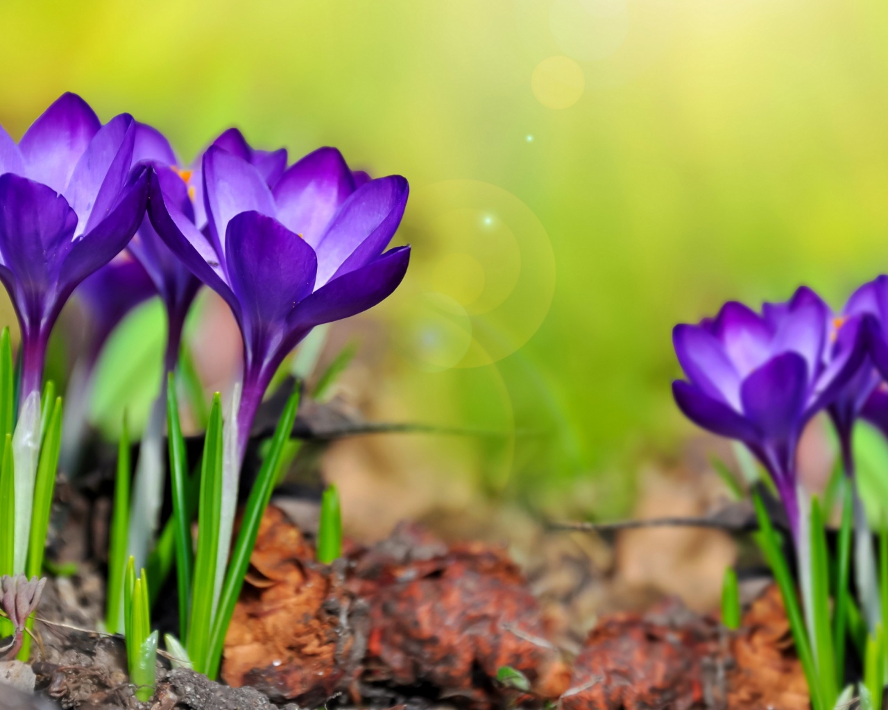 Purple Crocuses Spring Flowers