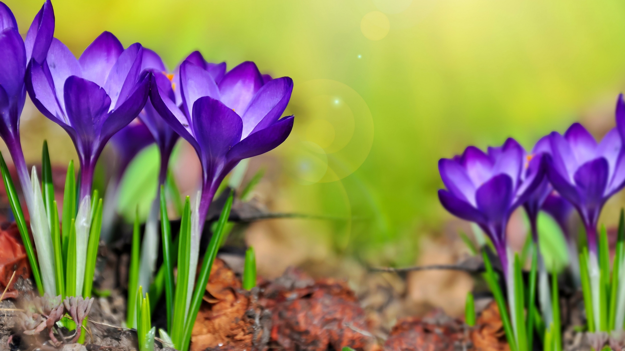 Purple Crocuses Spring Flowers