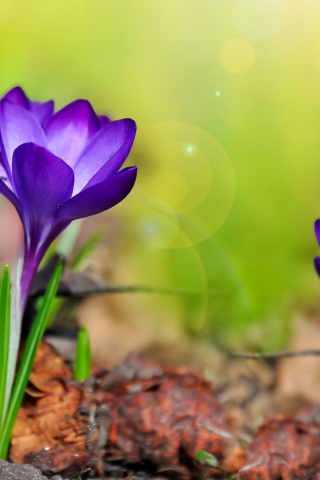 Purple Crocuses Spring Flowers