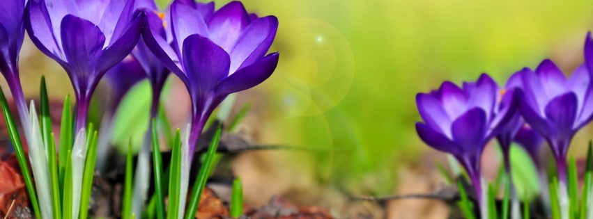 Purple Crocuses Spring Flowers