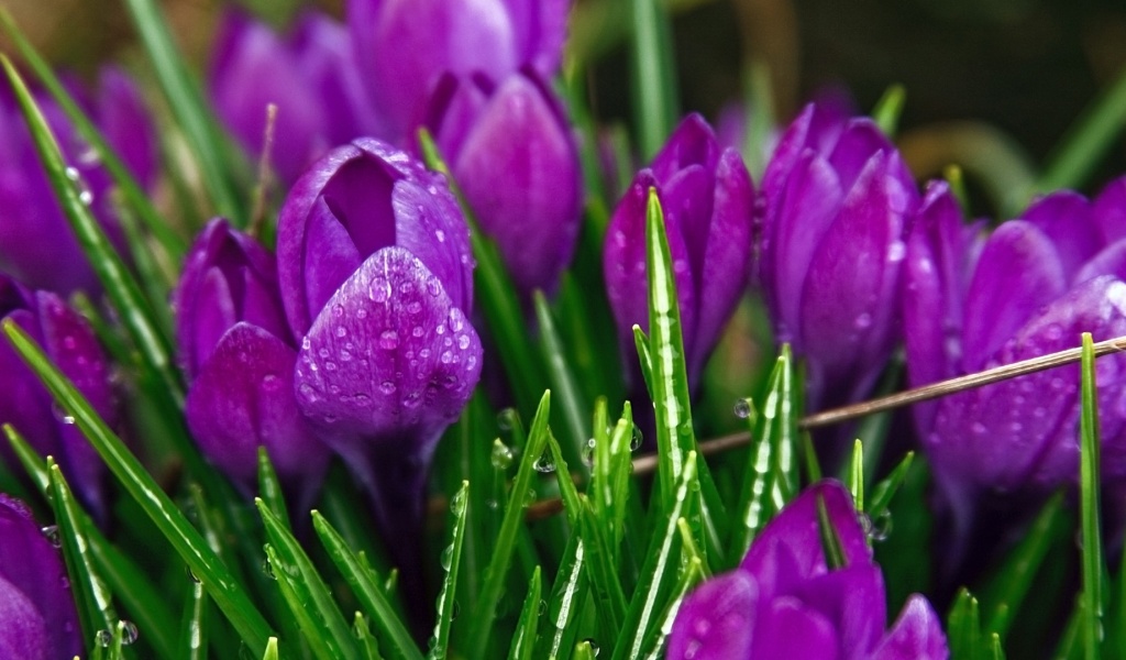 Purple Flowers Plants Nature