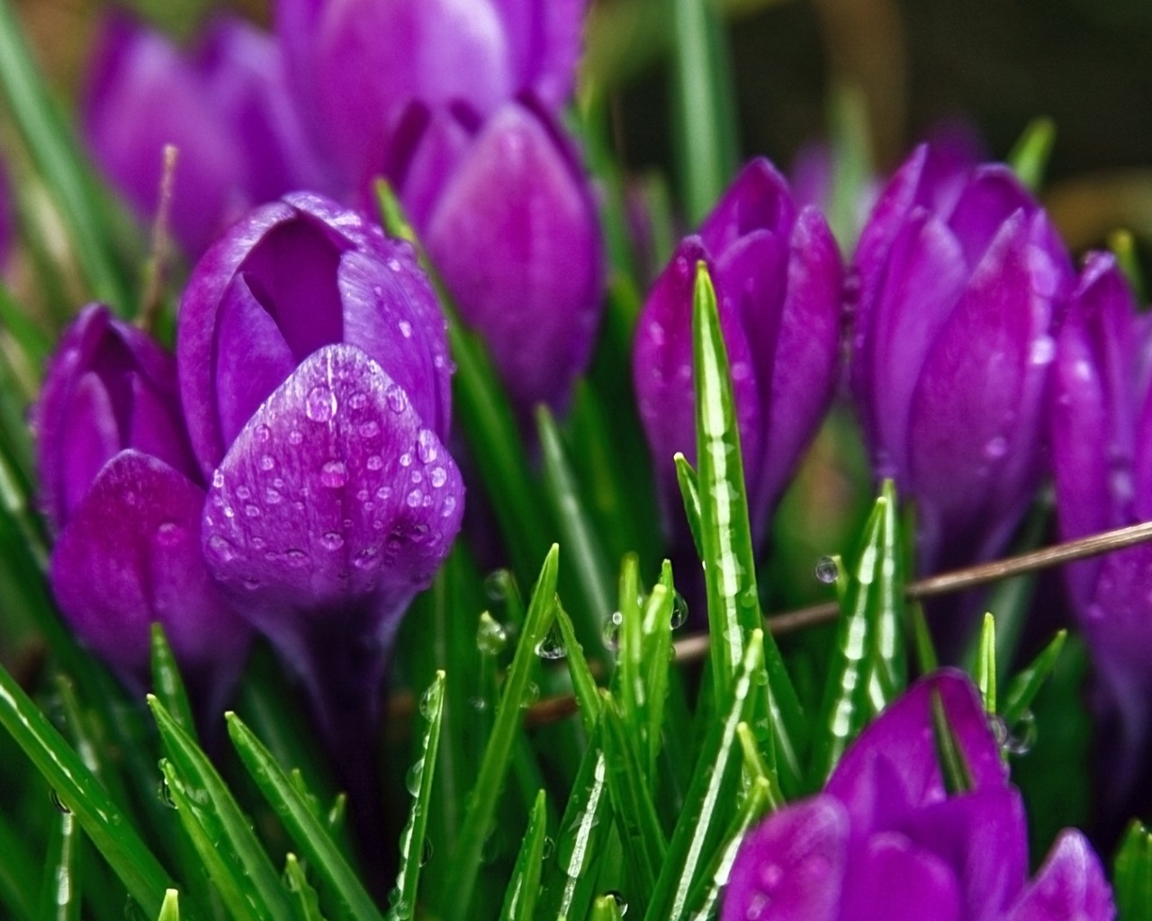 Purple Flowers Plants Nature