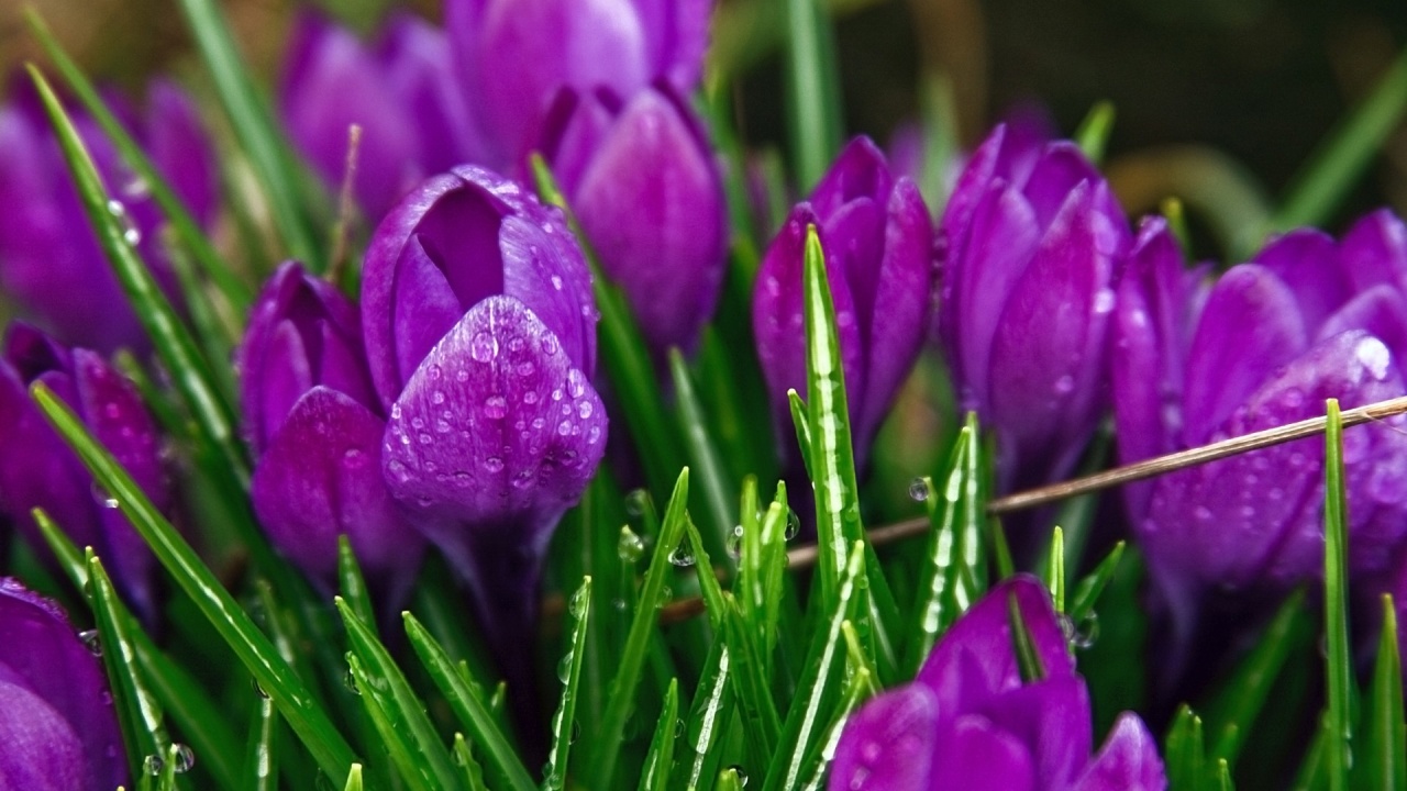 Purple Flowers Plants Nature