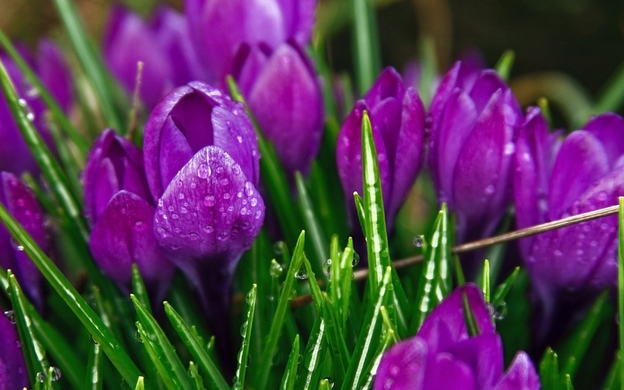 Purple Flowers Plants Nature