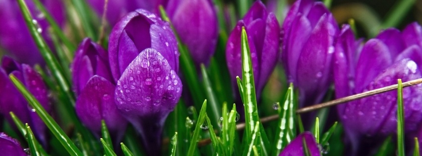 Purple Flowers Plants Nature