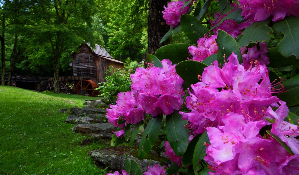 Purple Flowers Spring Nature