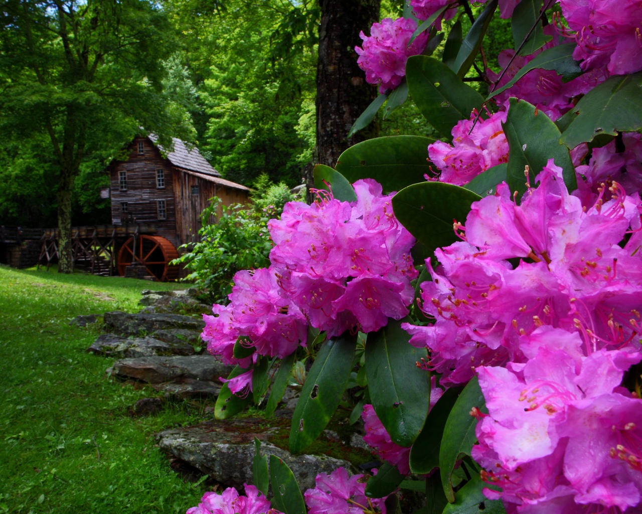 Purple Flowers Spring Nature