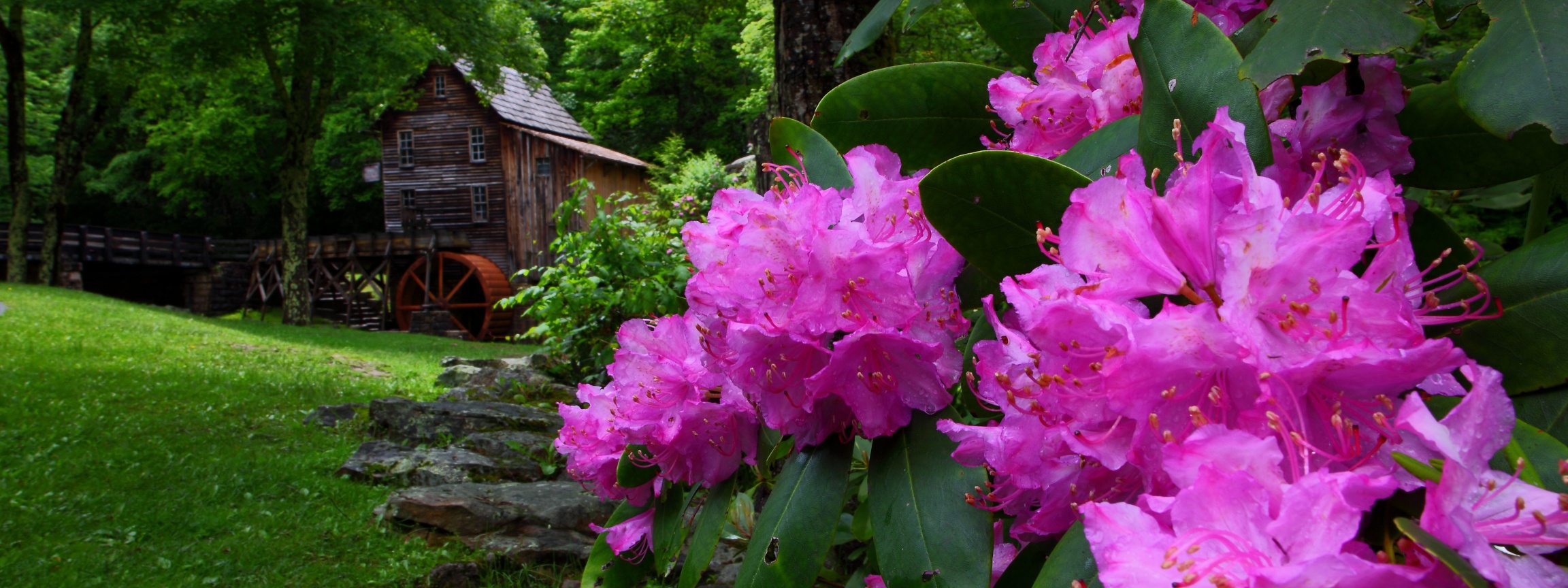 Purple Flowers Spring Nature