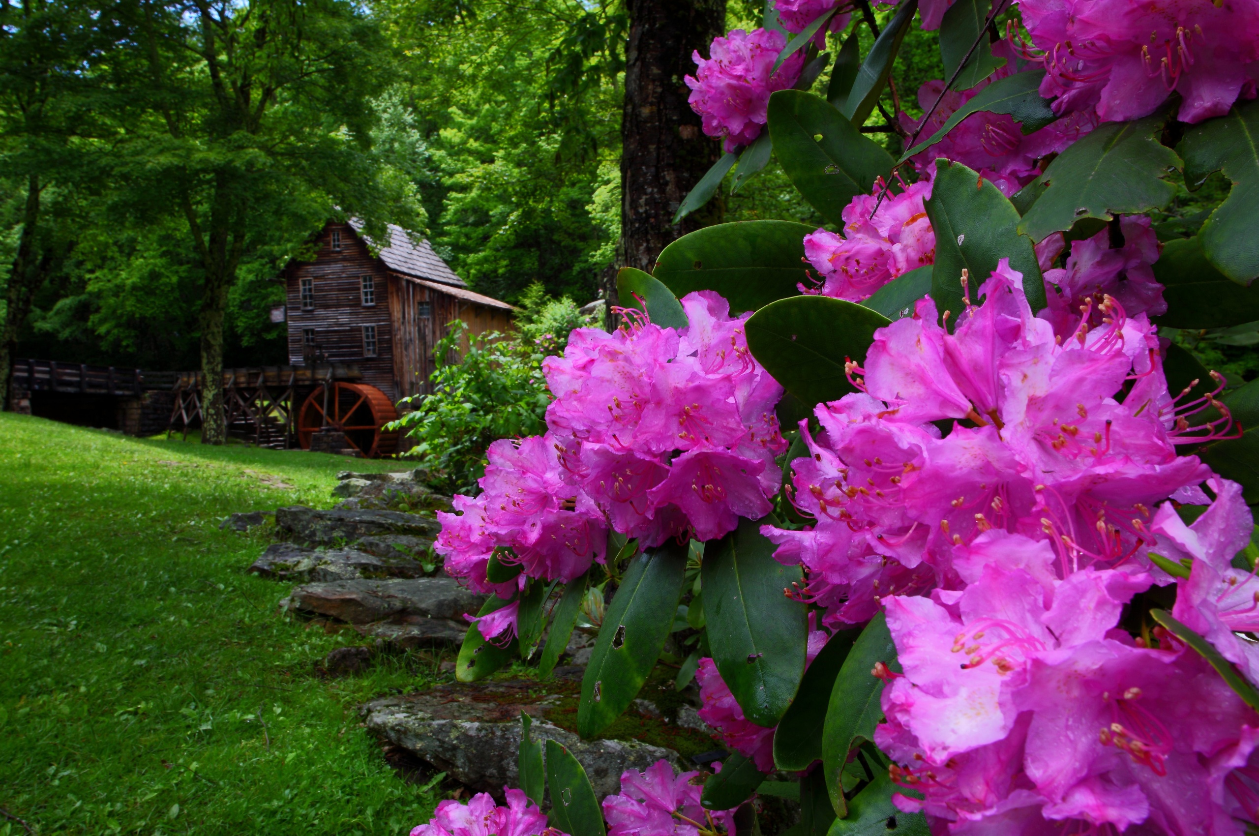 Purple Flowers Spring Nature