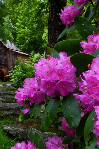 Purple Flowers Spring Nature