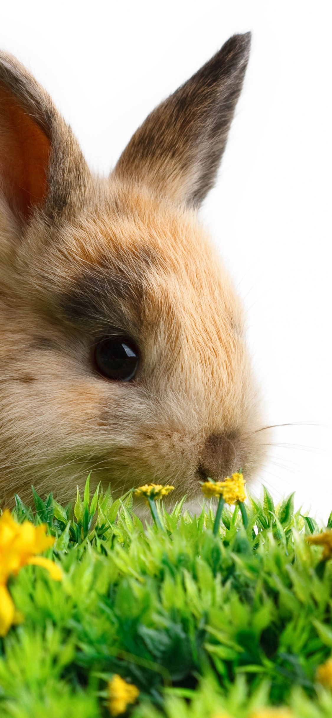 Rabbit Easter White Yellow Flowers