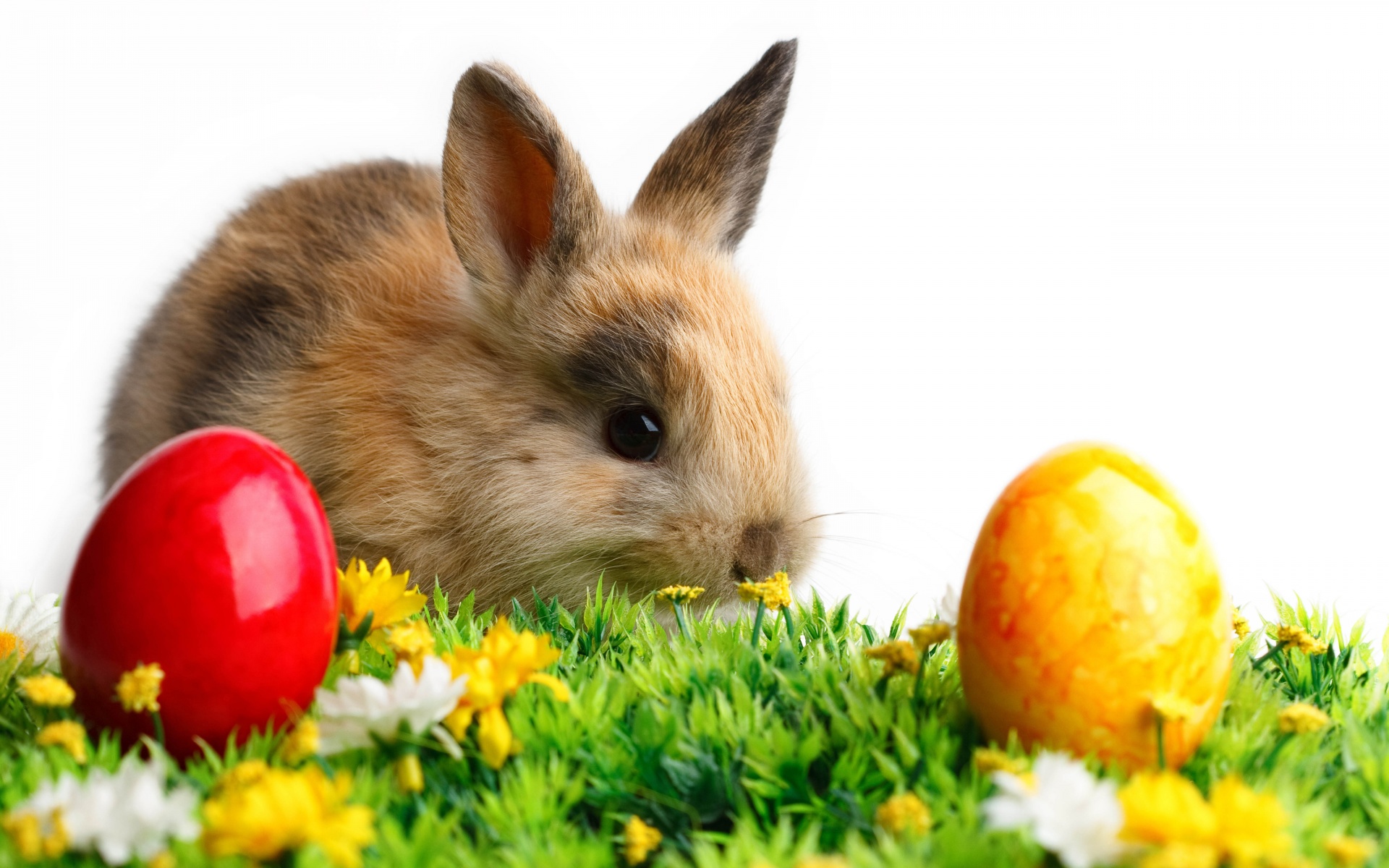 Rabbit Easter White Yellow Flowers