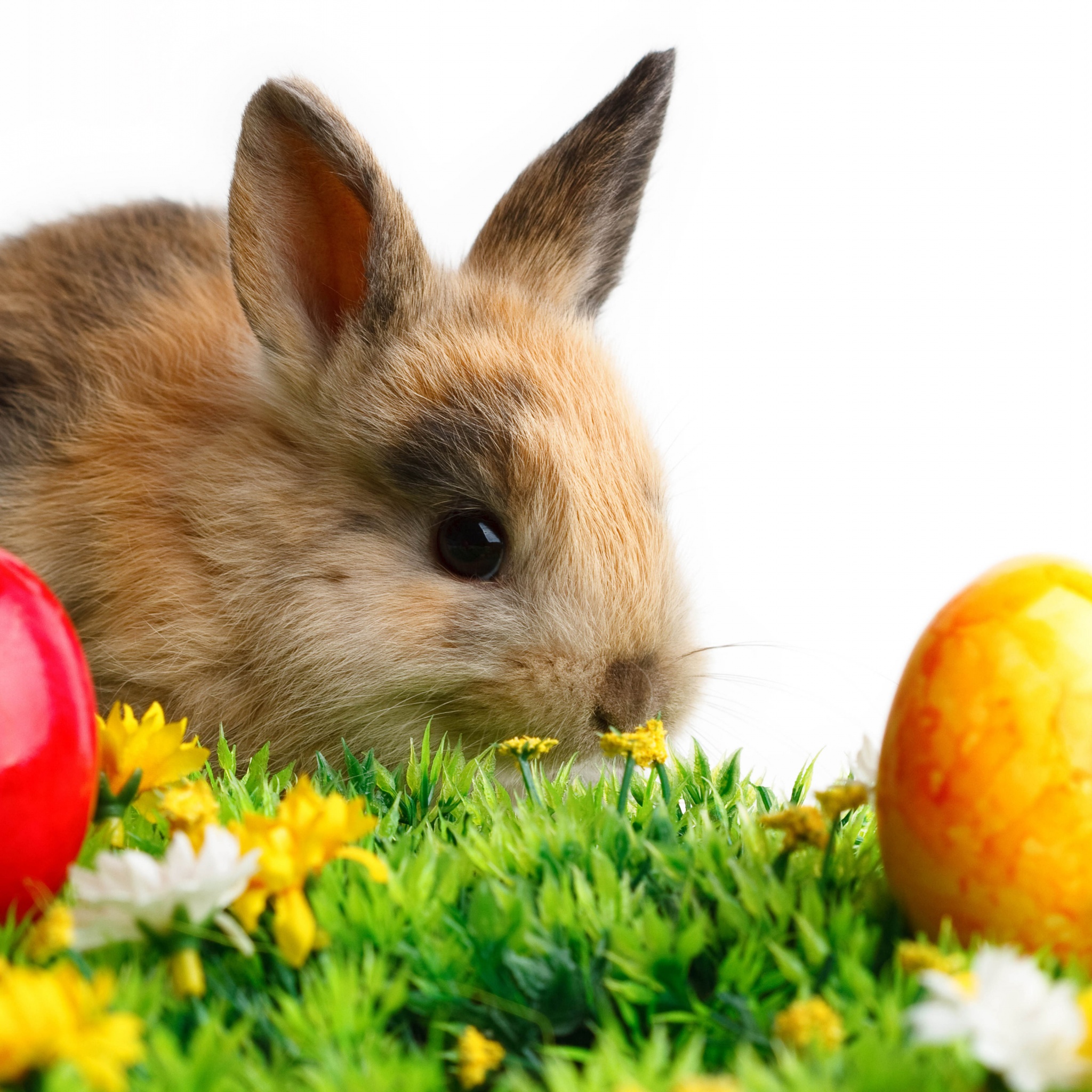 Rabbit Easter White Yellow Flowers