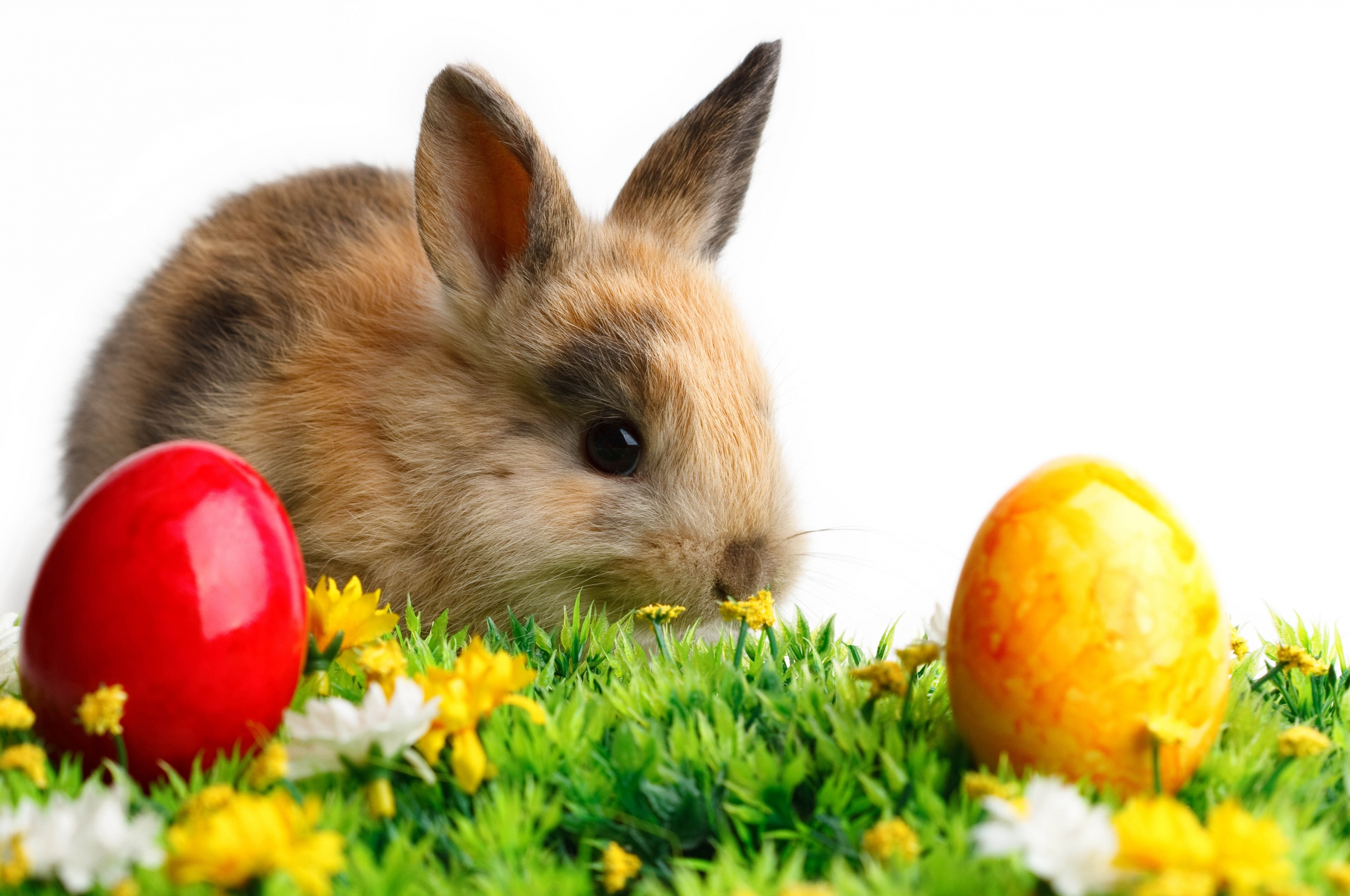 Rabbit Easter White Yellow Flowers