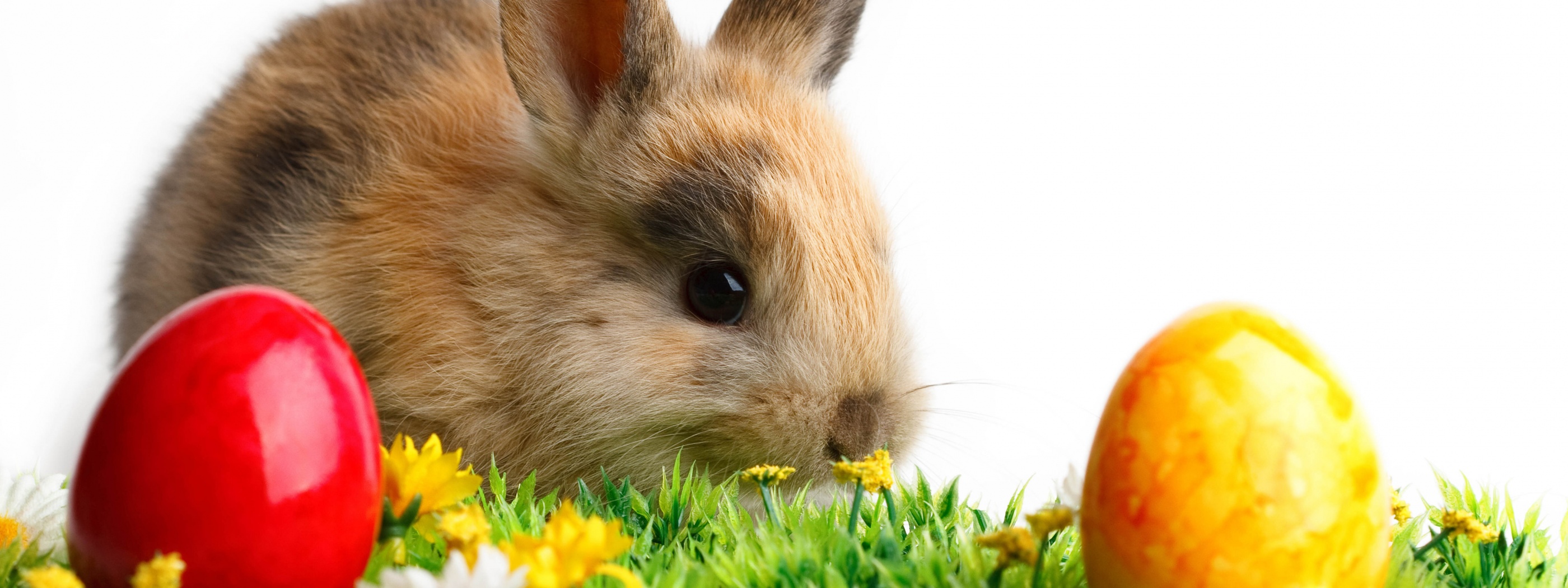 Rabbit Easter White Yellow Flowers