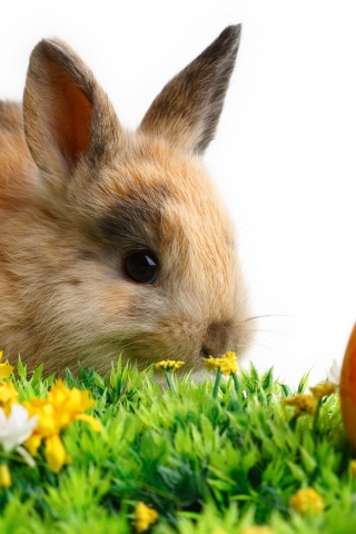 Rabbit Easter White Yellow Flowers