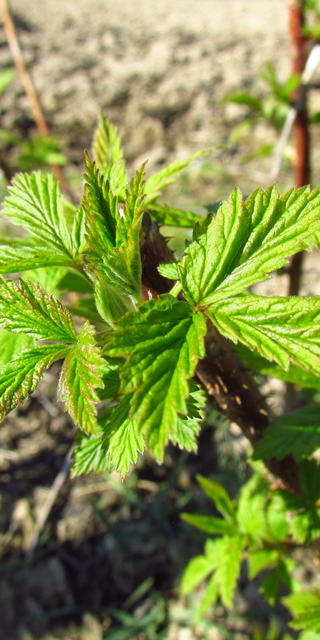 Raspberry In Early Spring