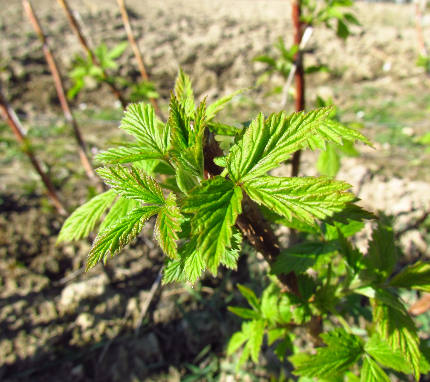 Raspberry In Early Spring