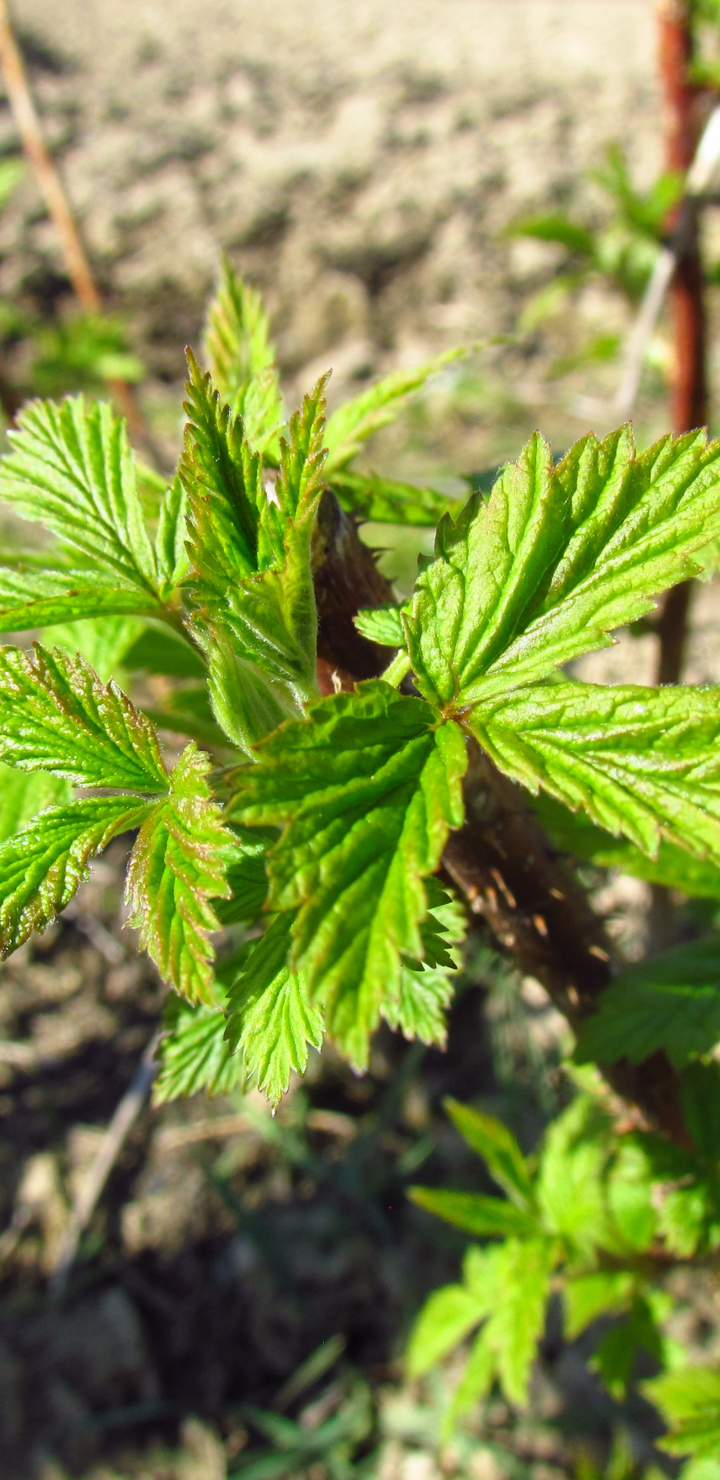 Raspberry In Early Spring