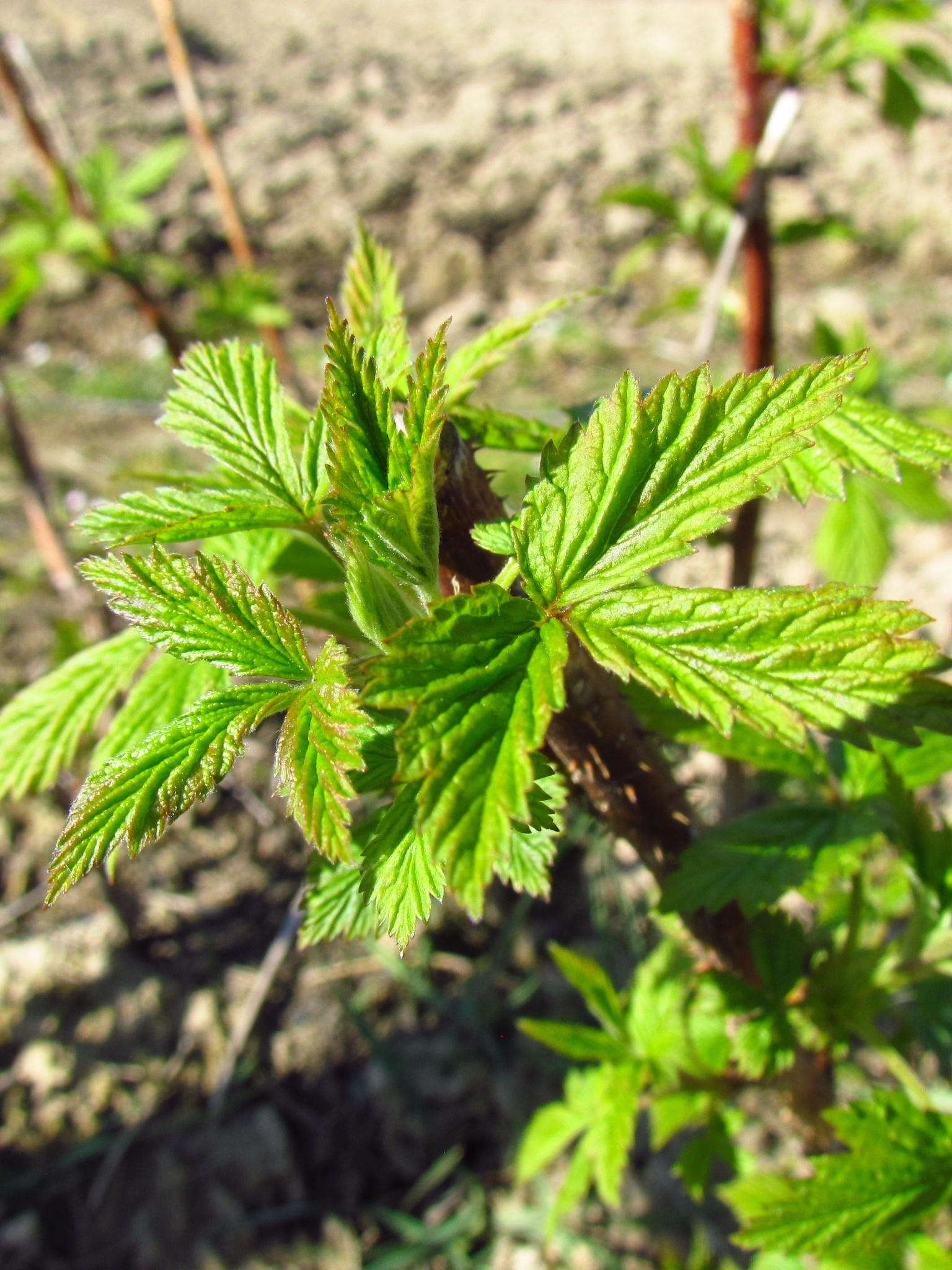 Raspberry In Early Spring