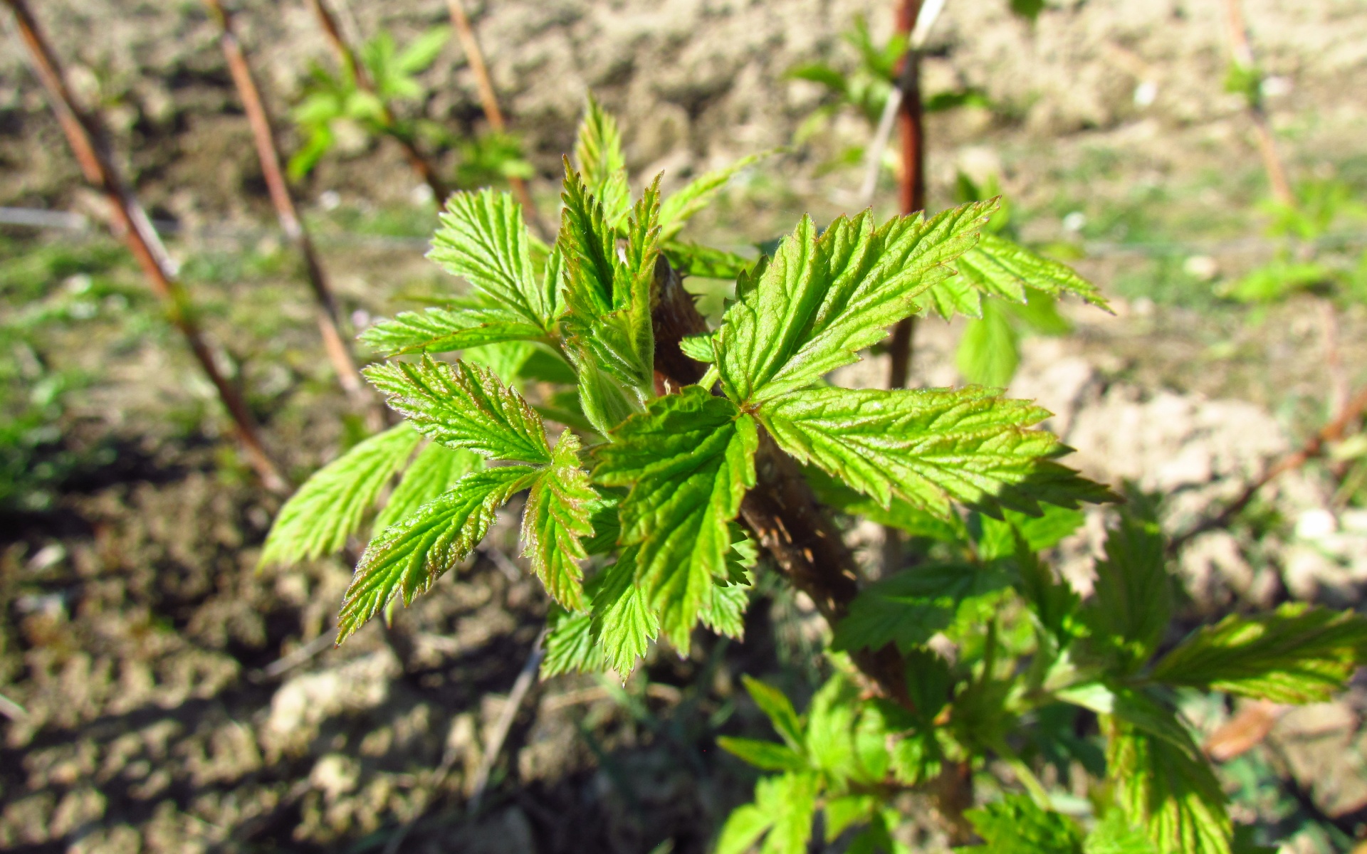 Raspberry In Early Spring