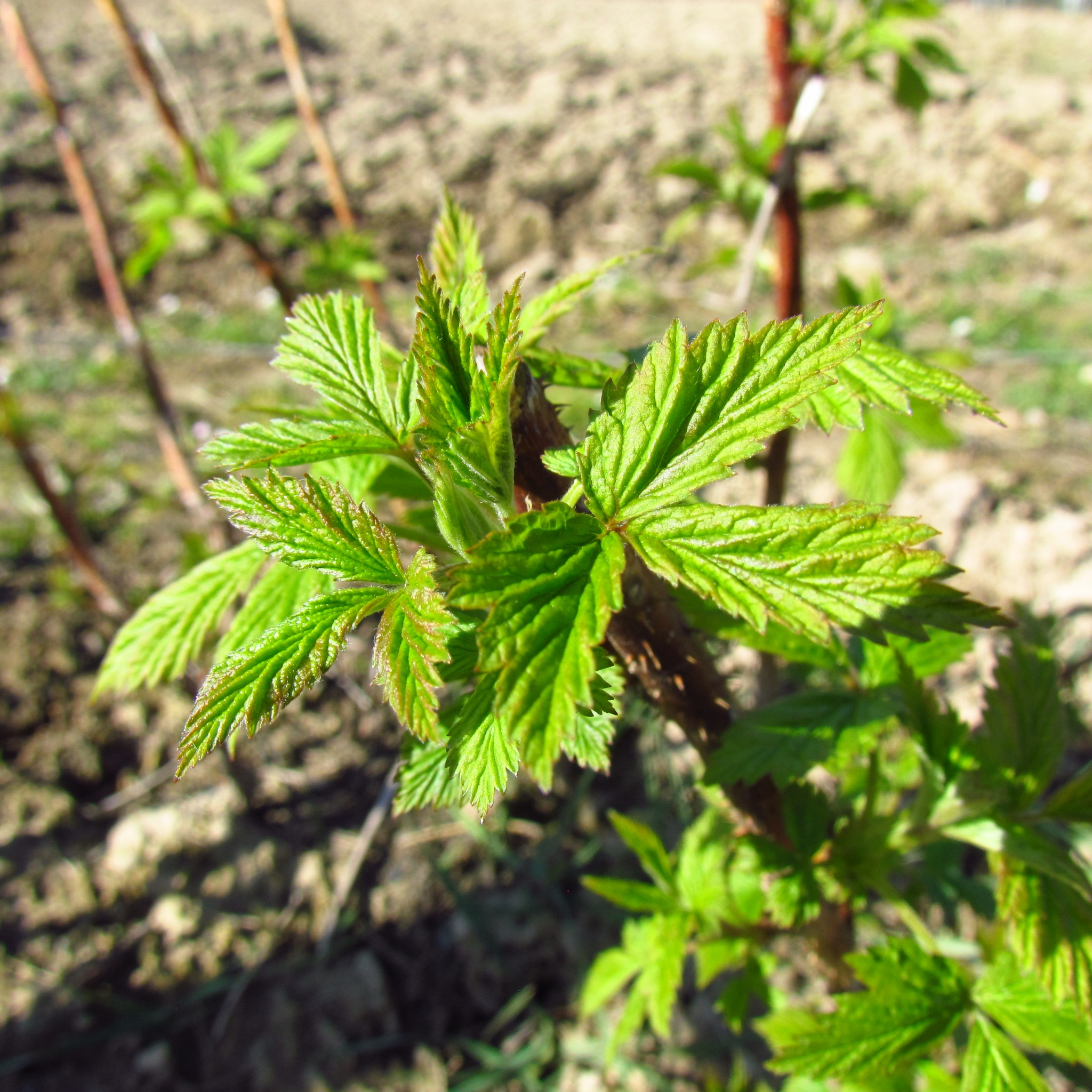 Raspberry In Early Spring