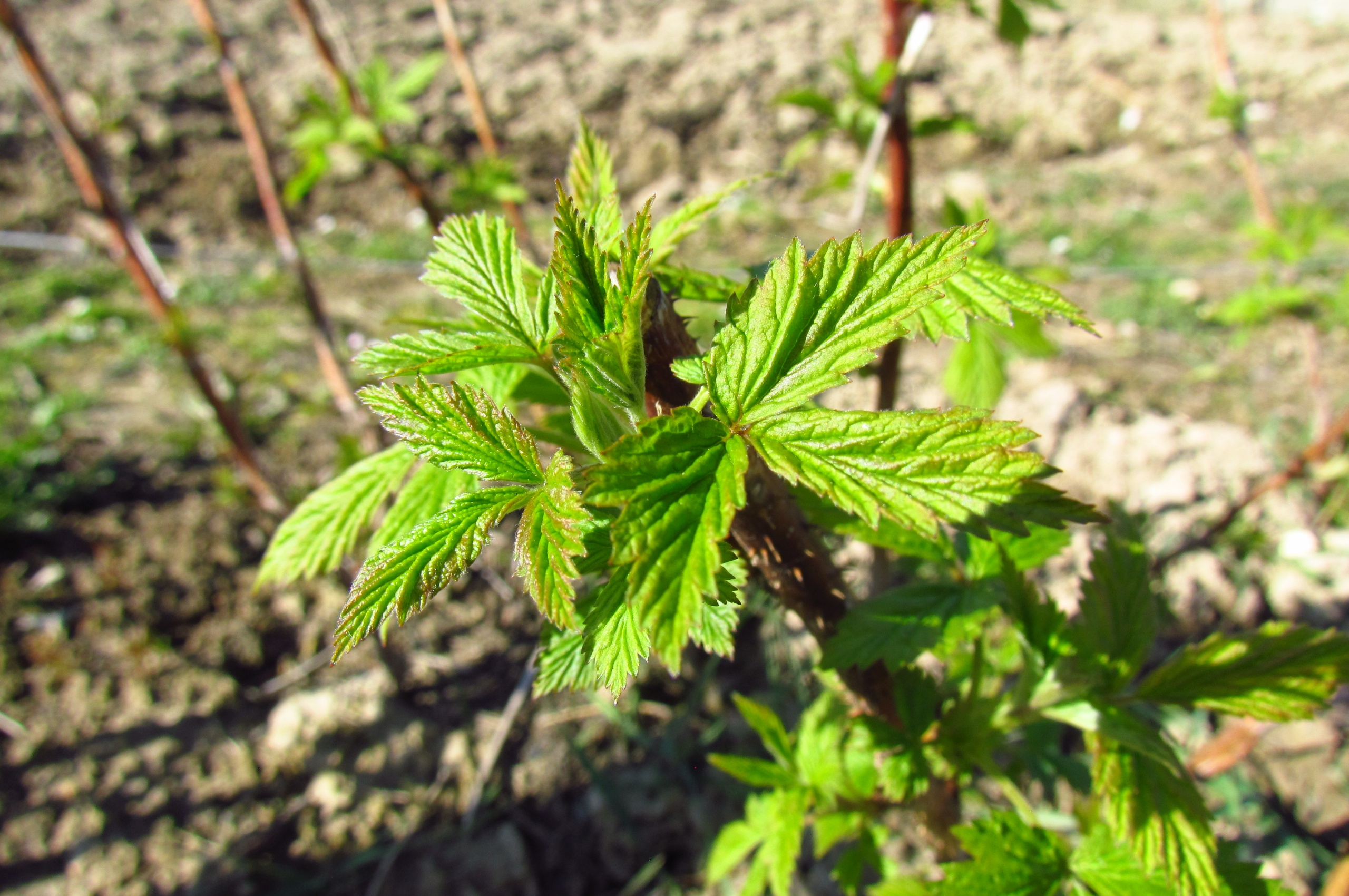 Raspberry In Early Spring