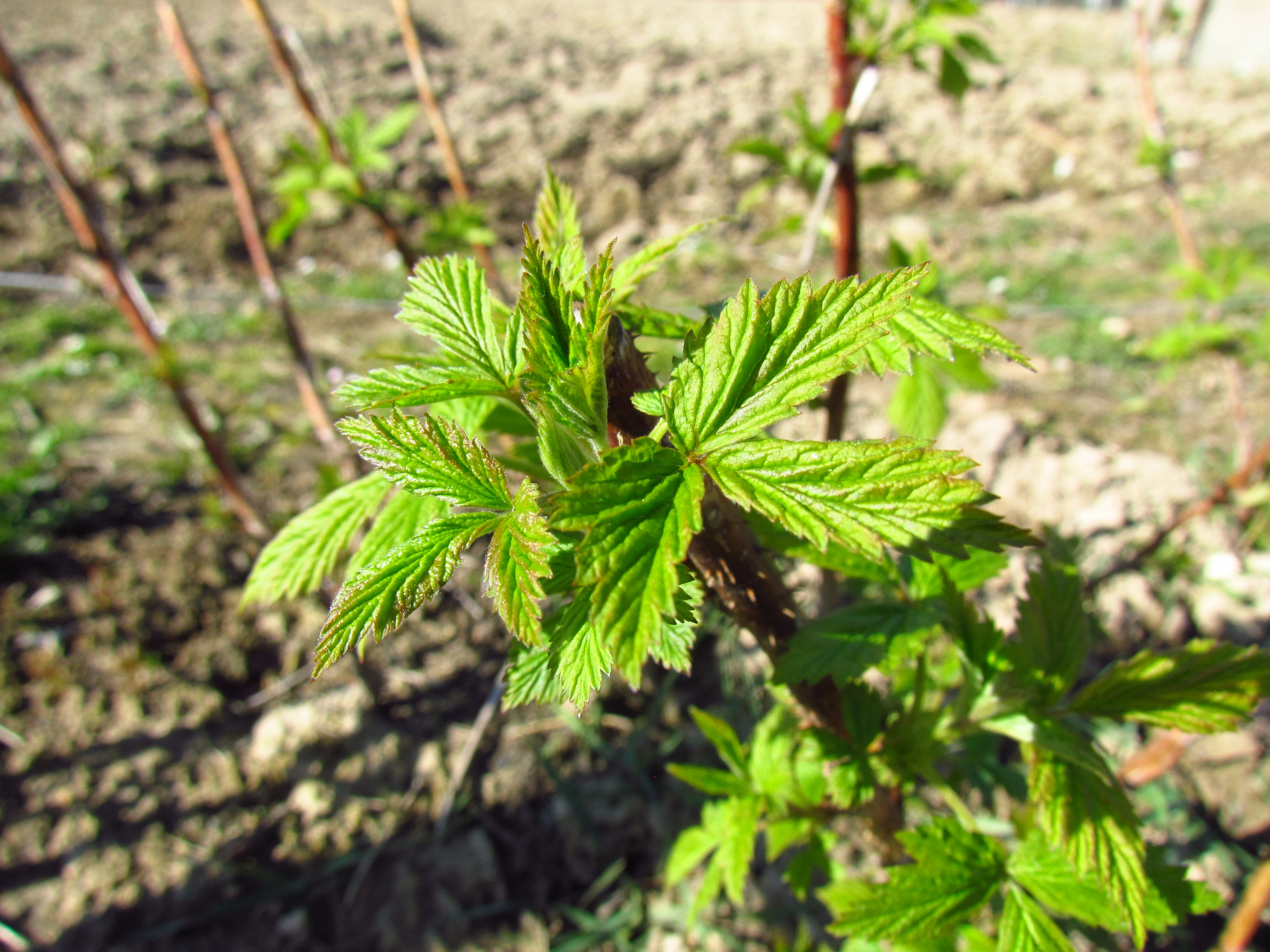 Raspberry In Early Spring