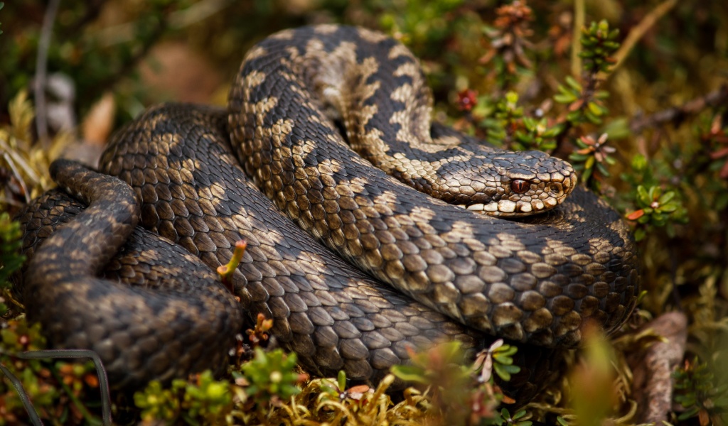 Rattlesnake