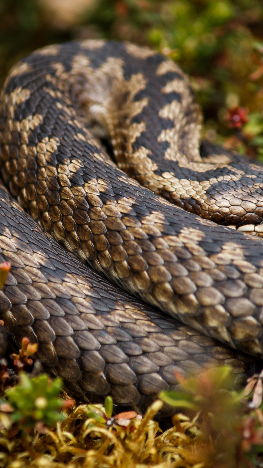 Rattlesnake