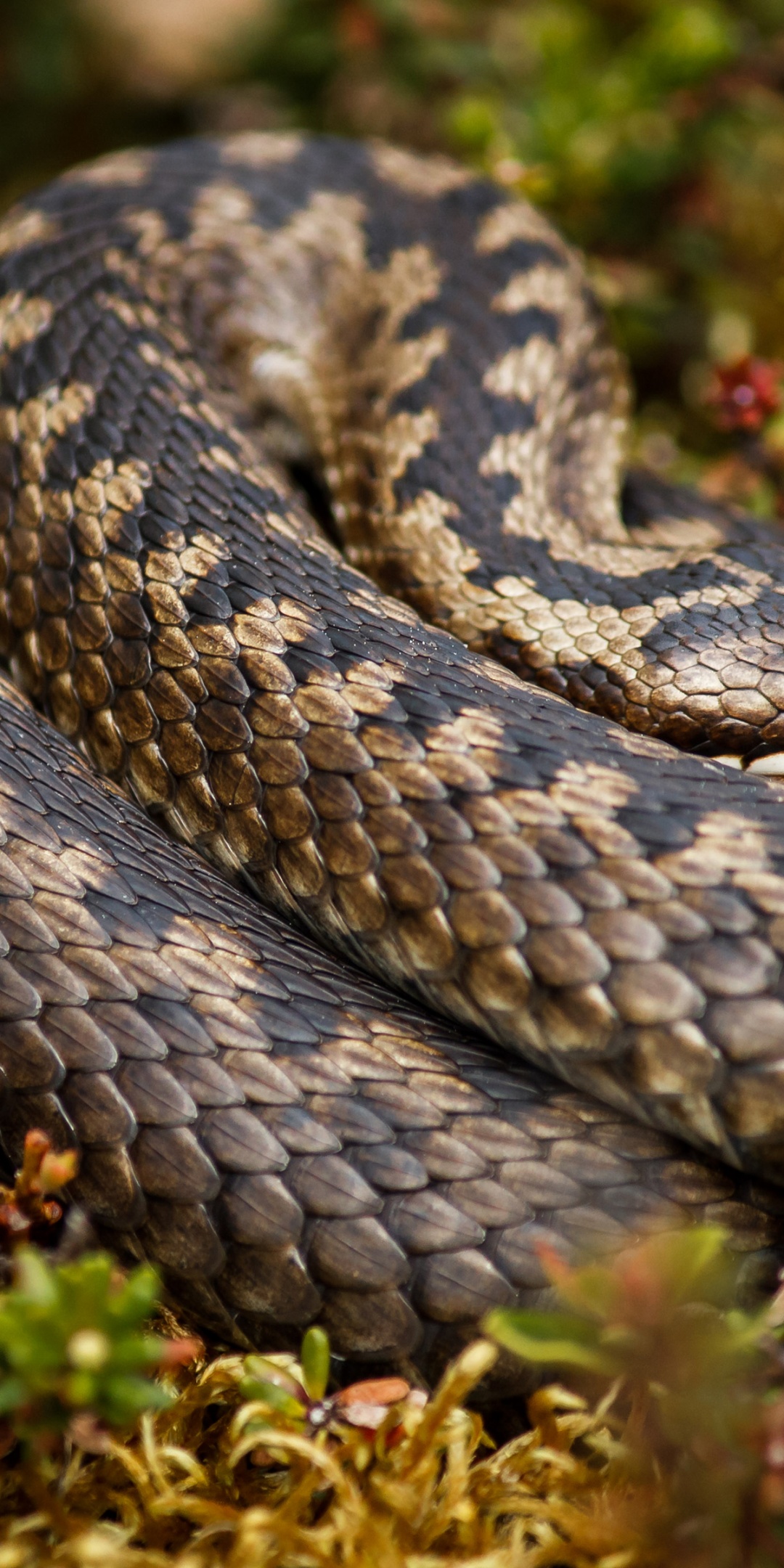 Rattlesnake