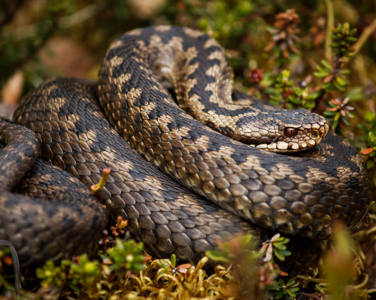 Rattlesnake