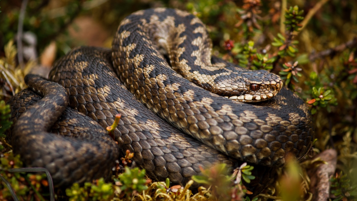 Rattlesnake