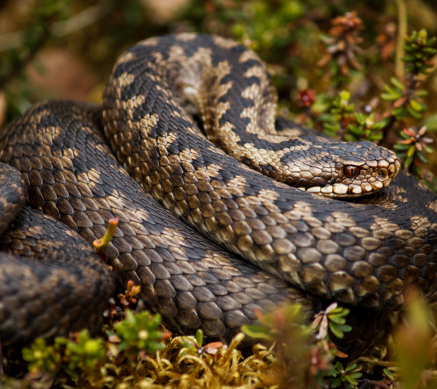 Rattlesnake