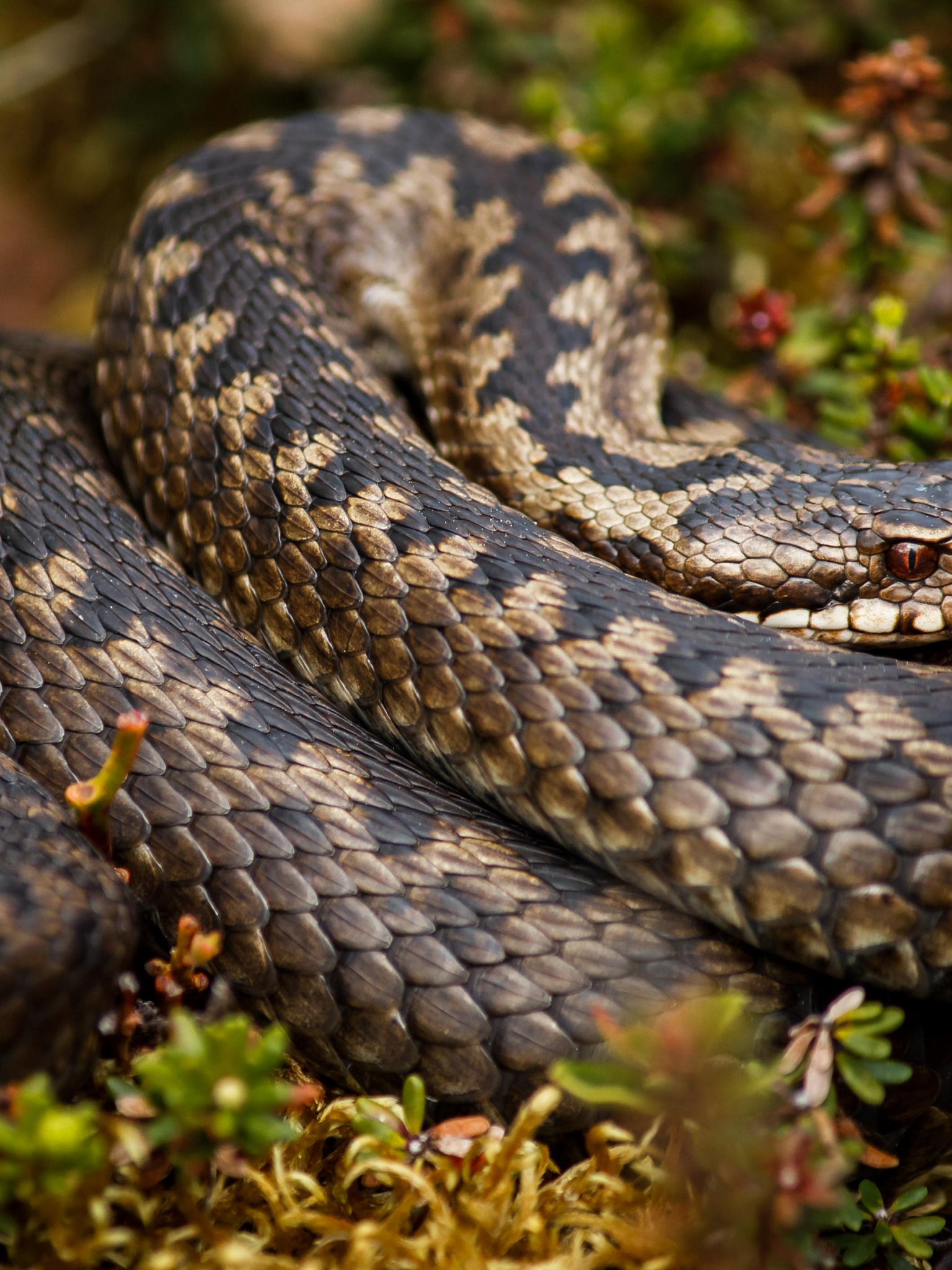 Rattlesnake