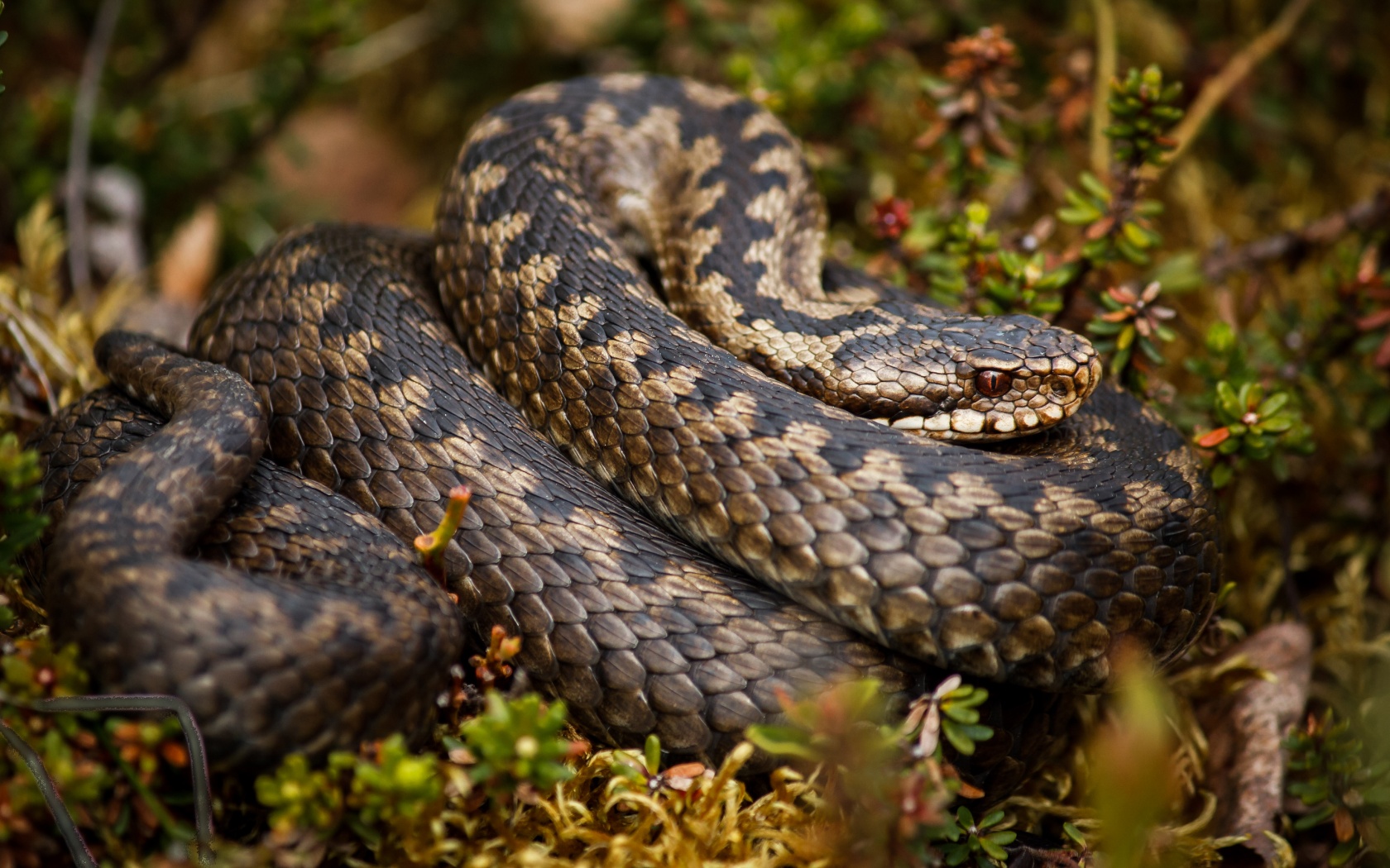 Rattlesnake