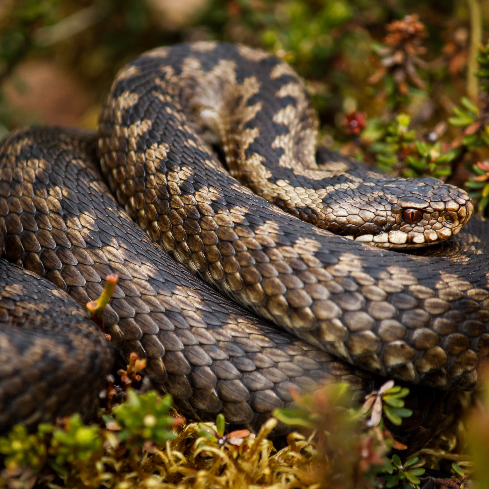 Rattlesnake