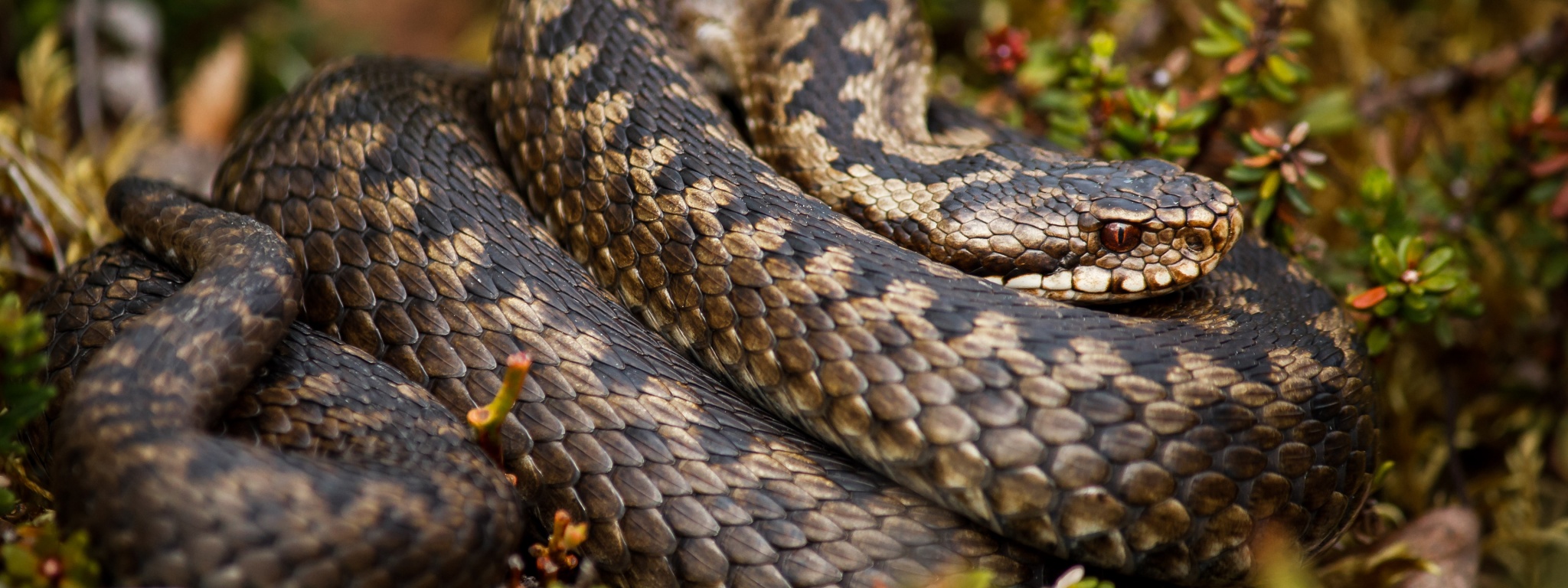 Rattlesnake