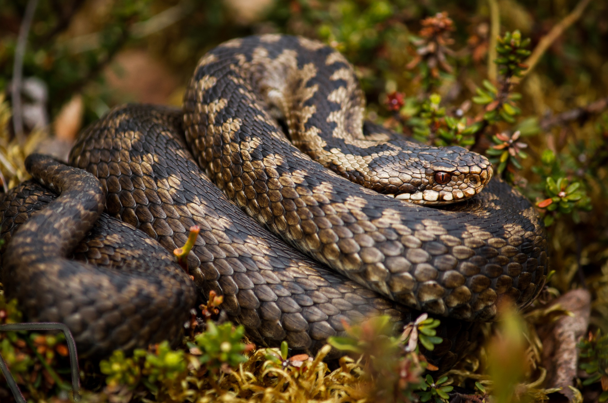 Rattlesnake