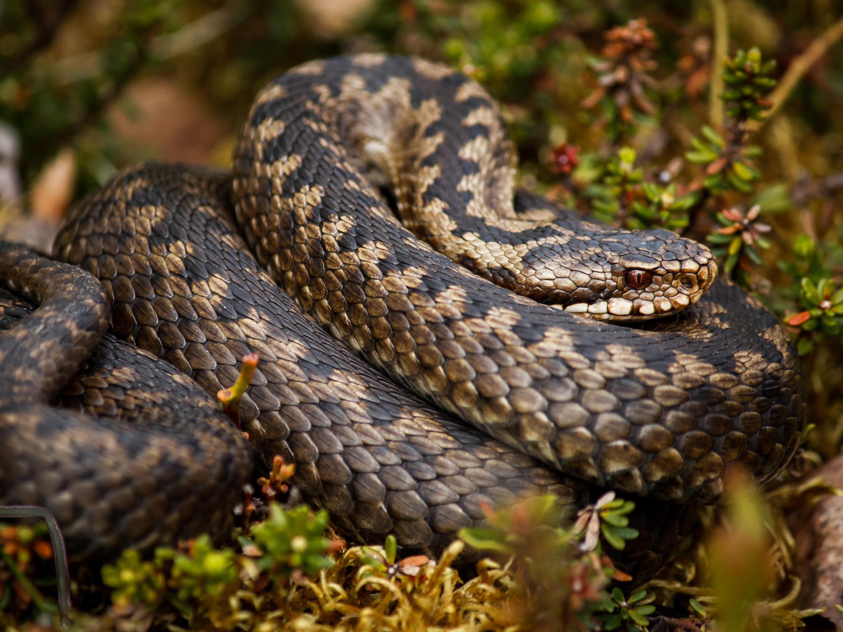 Rattlesnake