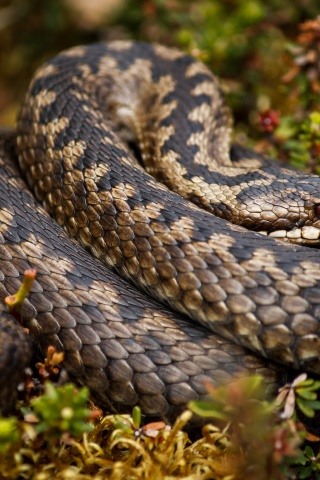 Rattlesnake