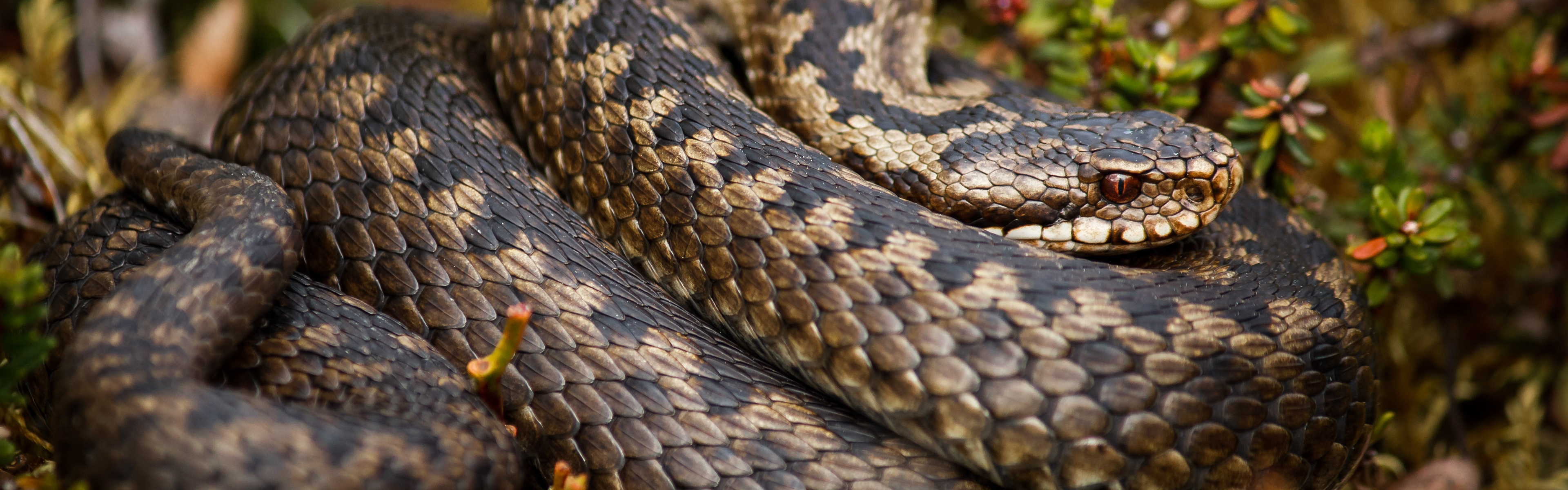 Rattlesnake