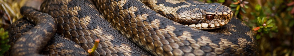 Rattlesnake