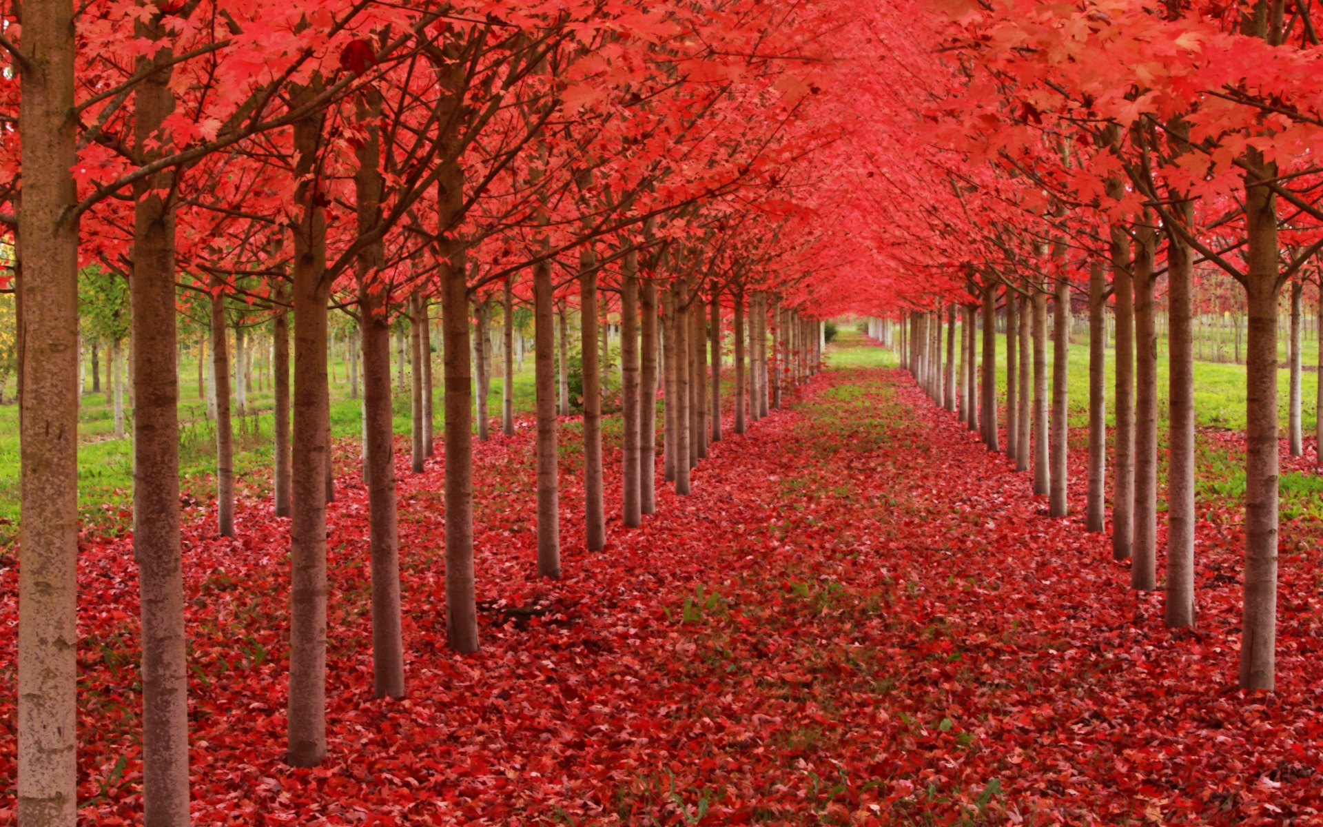 Red Autumn Trees