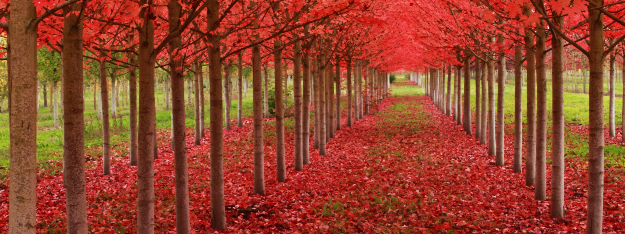 Red Autumn Trees