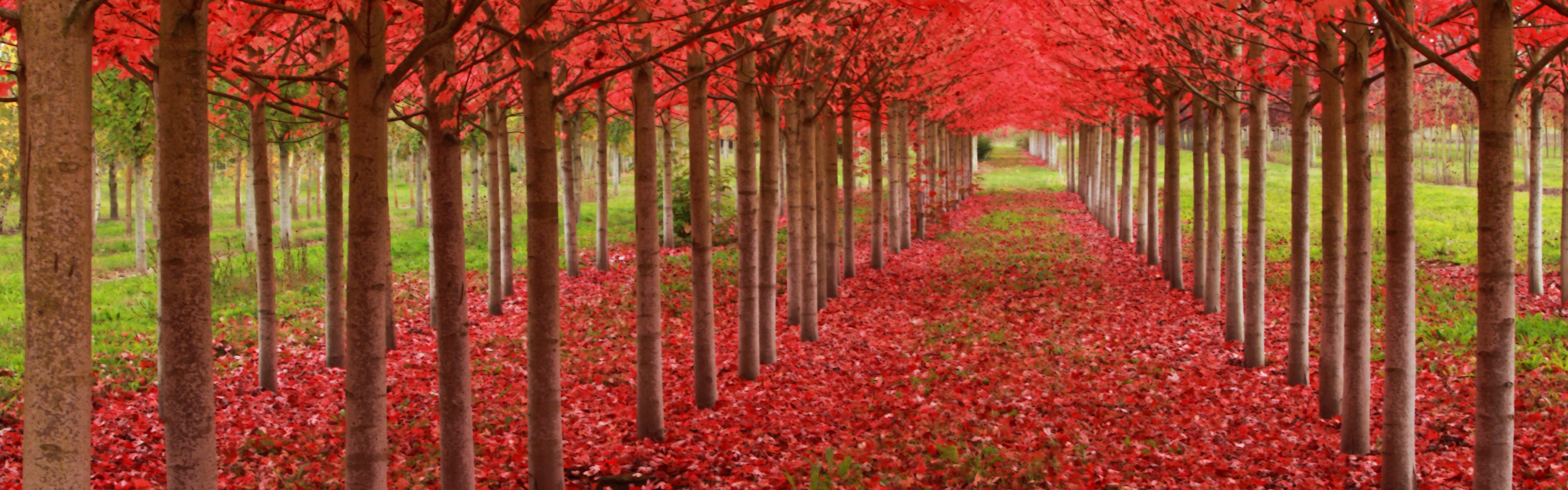 Red Autumn Trees