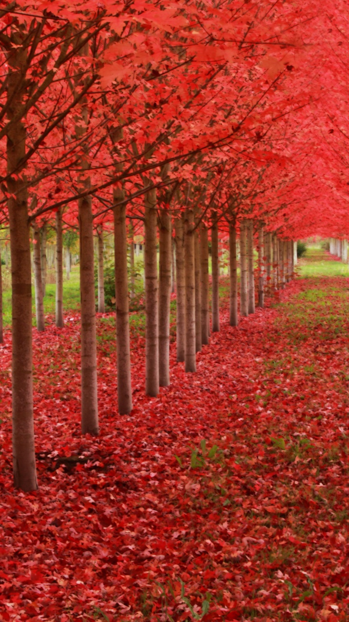 Red Autumn Trees