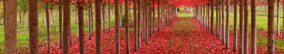 Red Autumn Trees