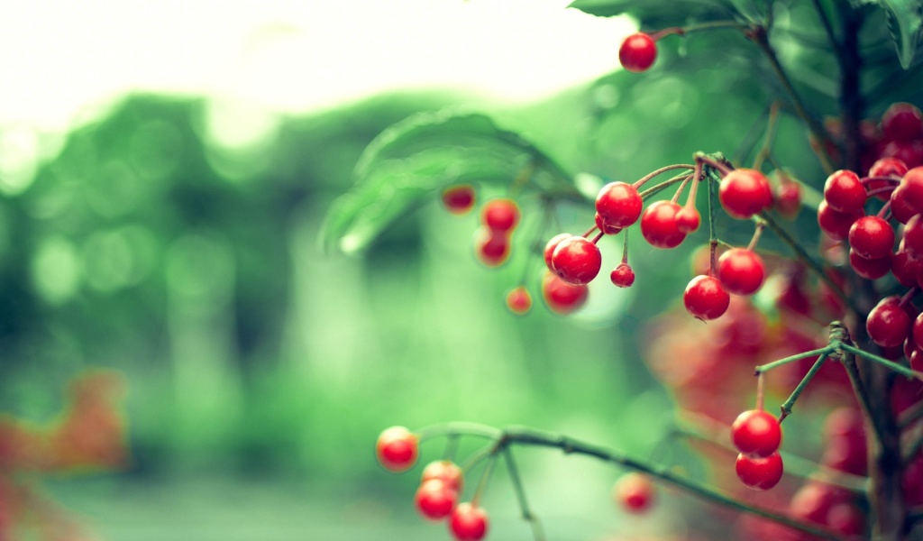 Red Berries